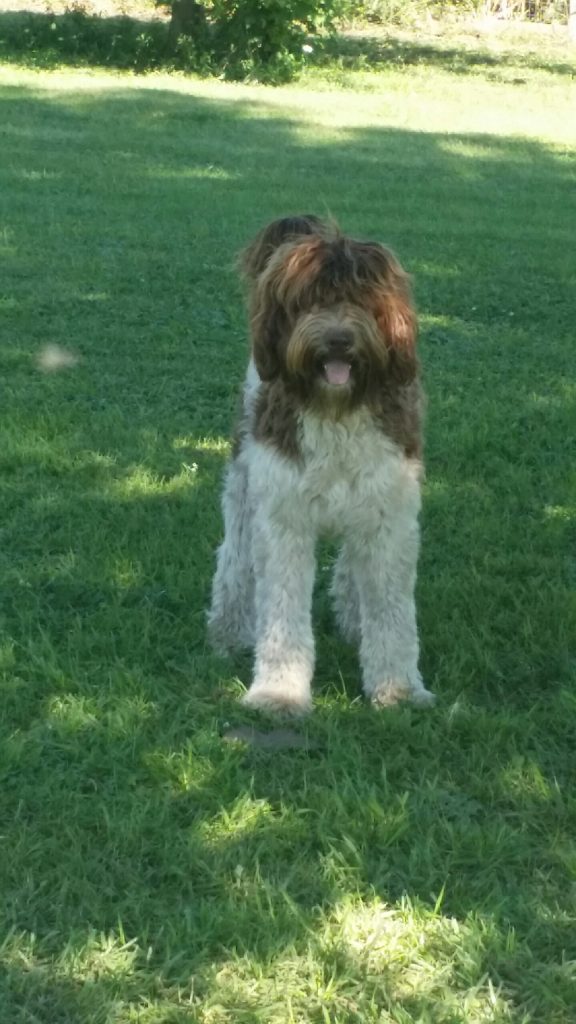 labradoodle puppies for sale illinois goldendoodle and australian labradoodle puppies for sale illinois erica s doodles labradoodle puppies for sale illinois goldendoodle and australian labradoodle puppies for sale illinois erica s doodles