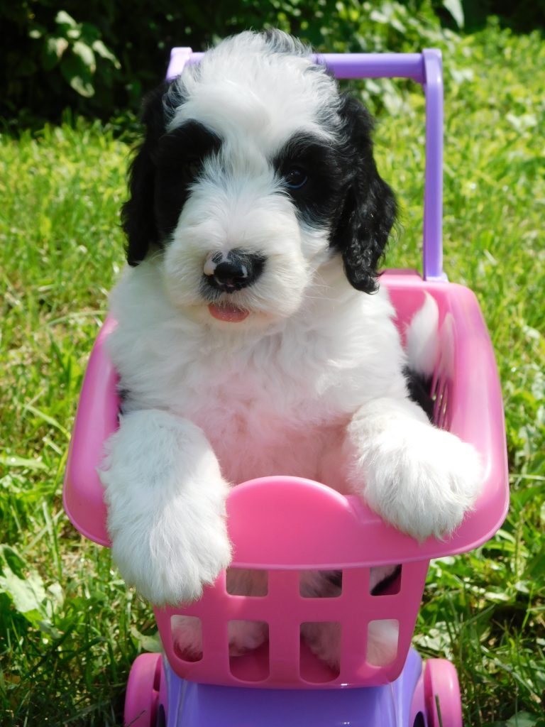 Goldendoodle And Australian Labradoodle Puppies For Sale Illinois