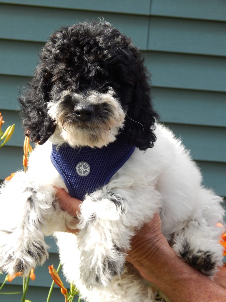 labradoodle puppies for sale illinois mini goldendoodle puppies for sale in illinois breeds picture labradoodle puppies for sale illinois mini goldendoodle puppies for sale in illinois breeds picture