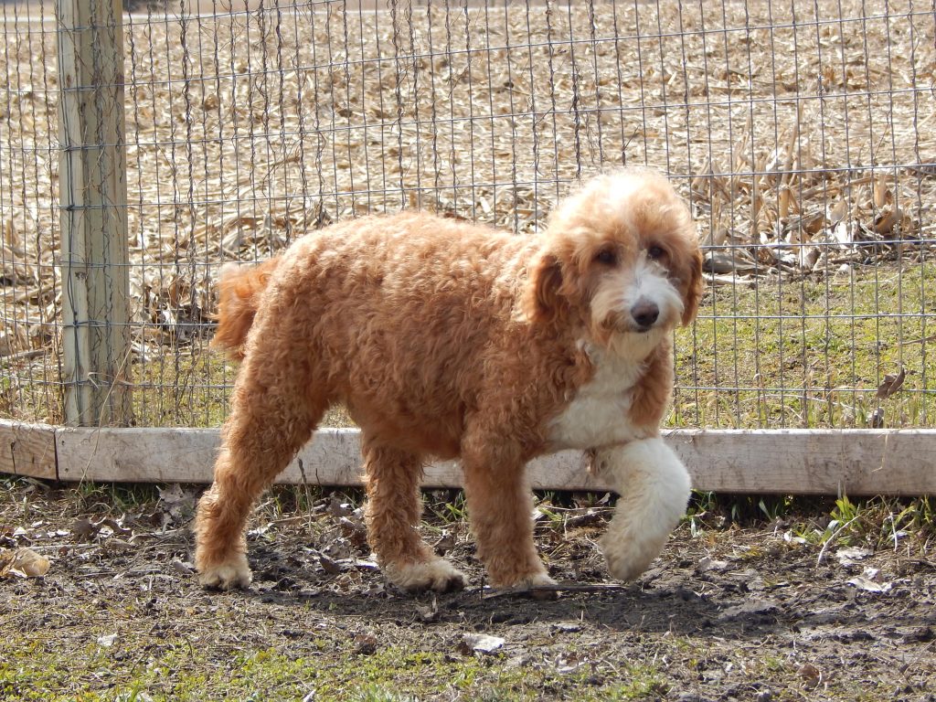 labradoodle puppies for sale illinois goldendoodle and australian labradoodle puppies for sale illinois erica s doodles labradoodle puppies for sale illinois goldendoodle and australian labradoodle puppies for sale illinois erica s doodles