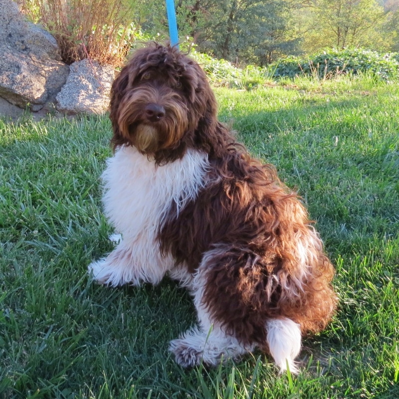 Female Miniature Goldendoodles And Australian Labradoodles For Sale