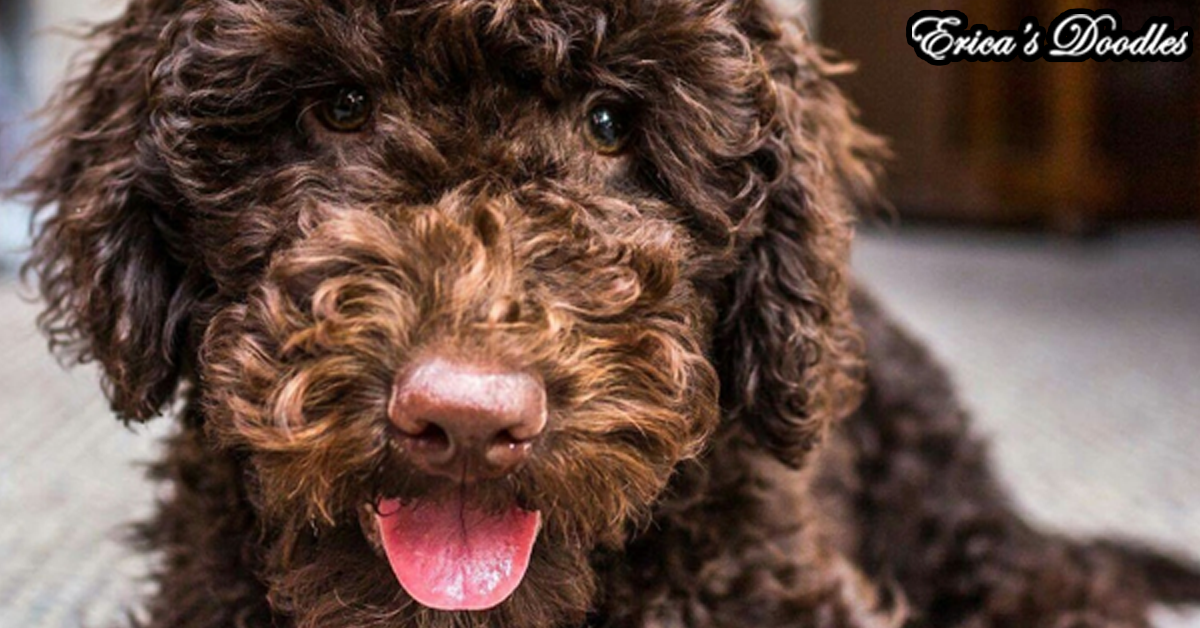 Australian Labradoodle & Goldendoodle Breeder in Illinois at Erica's