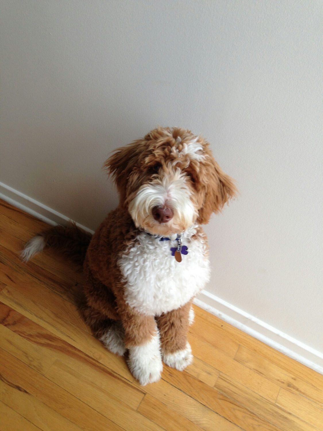 Mini Bernedoodle & Goldendoodle Breeder - Central Illinois Doodles