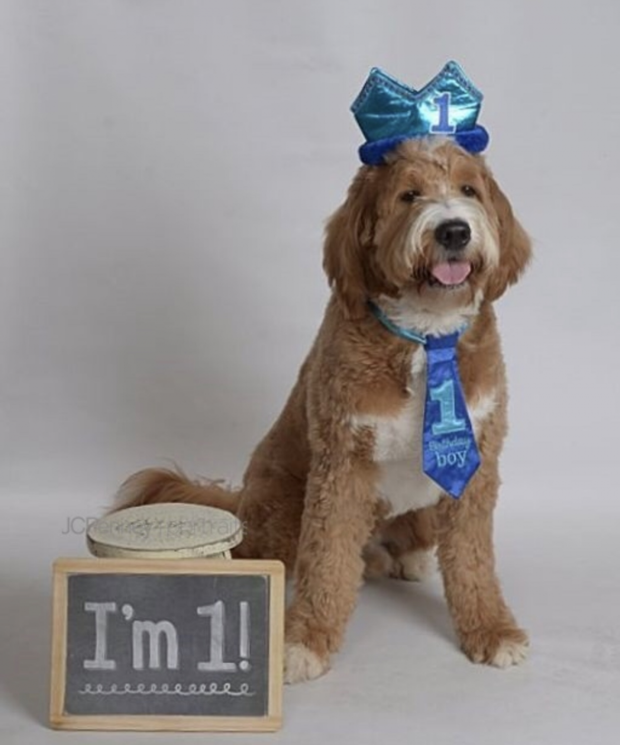 Labradoodle And Breeder - Illinois