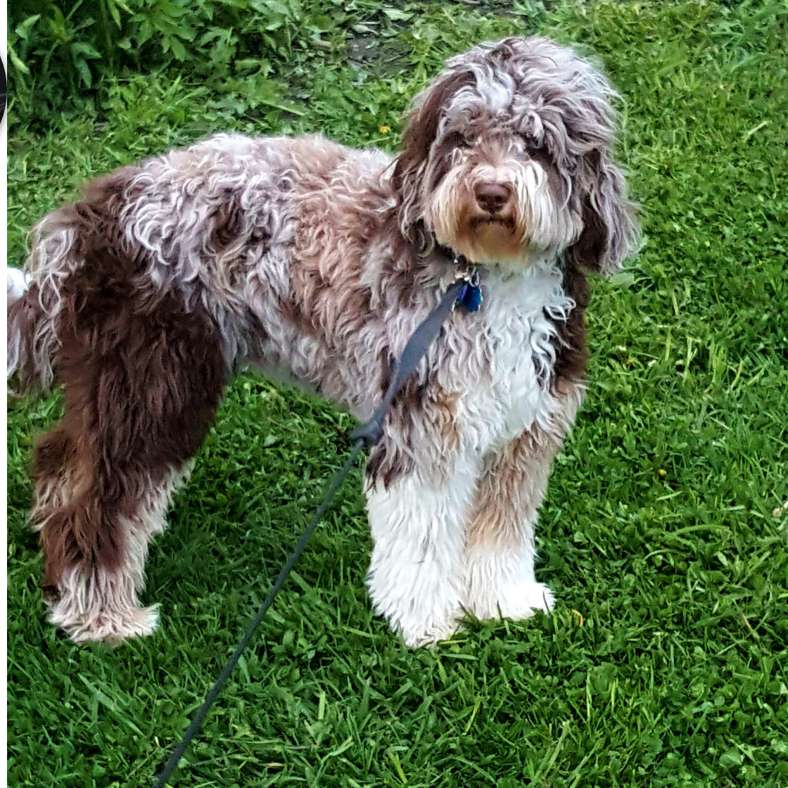 Goldendoodle And Australian Labradoodle Puppies For Sale ...