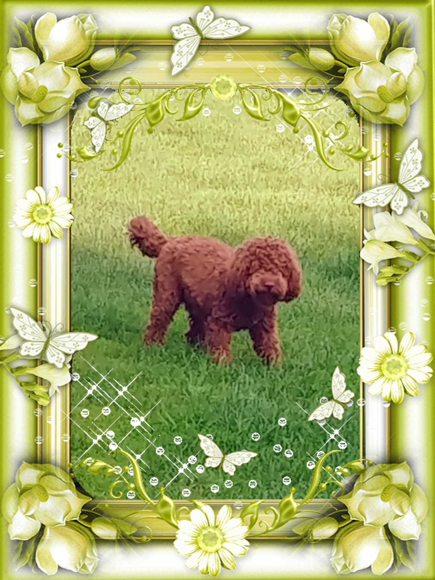 Ginger