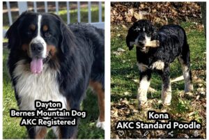 Dayton bernes mountain dog and akc standard poodle