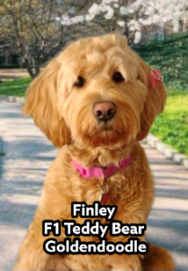 Finley F1 Teddy Bear Goldendoodle