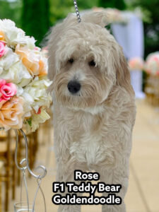 Rose F1 Teddy Bear Goldendoodle