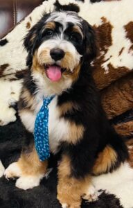 Doodle sitting on couch wearing tie