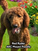 AKC Moyen Poodle