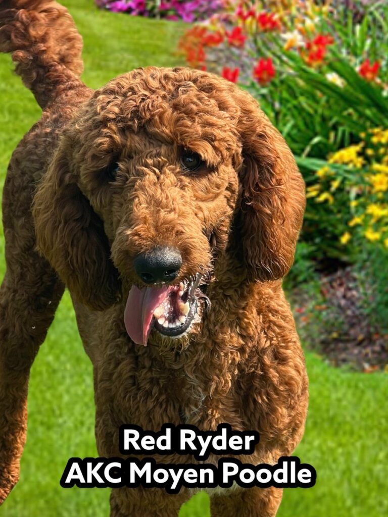 AKC Moyen Poodle