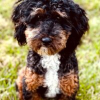 puppy doodle outside in field