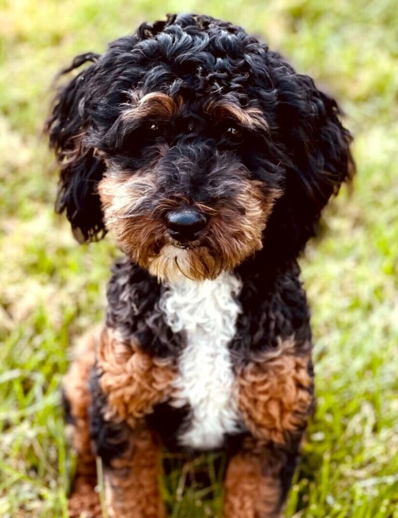 puppy doodle outside in field