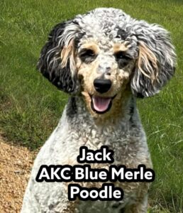 AKC Blue Merle Poodle
