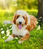 Australian Double Doodle in the grass