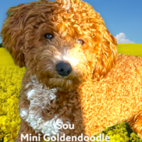 Sue - Mini Goldendoodle