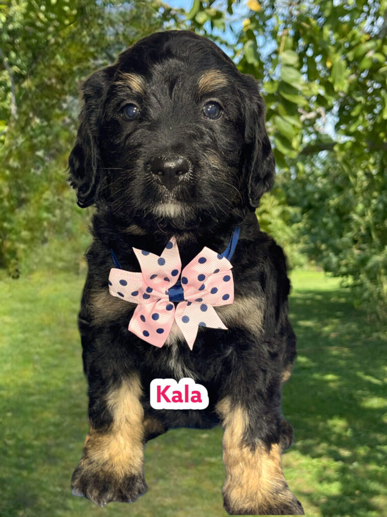 F1 Standard Bernedoodle