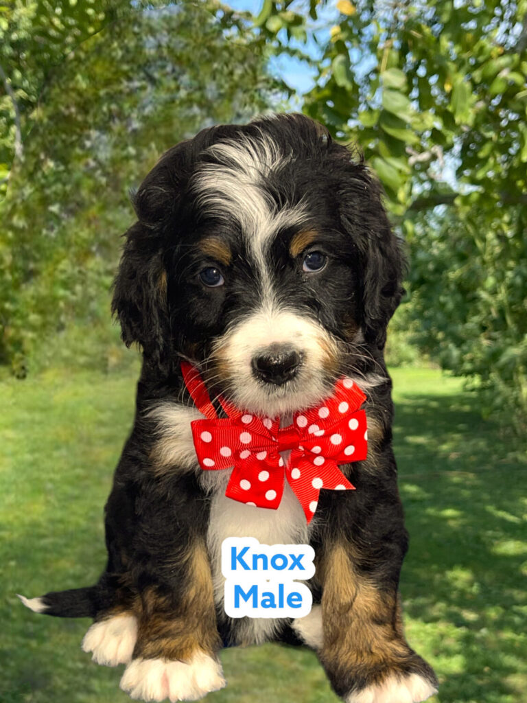 F1 Standard Bernedoodle