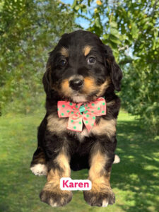 F1 Standard Bernedoodle