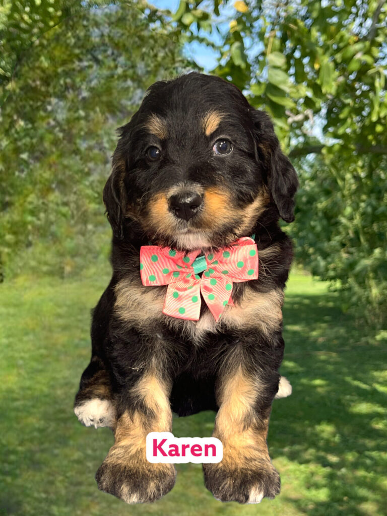 F1 Standard Bernedoodle