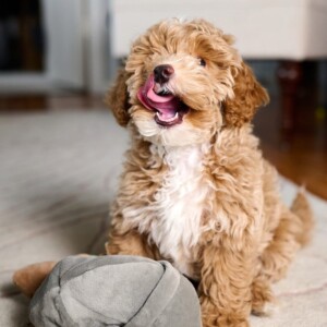 Mini Goldendoodle playing with pillow