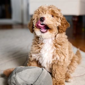 Mini Goldendoodle playing with pillow