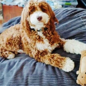 Sheepadoodles playing with chew tow