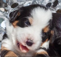 Our Previous Puppies