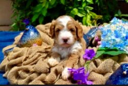 Our Previous Puppies