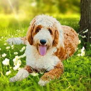 Australian Double Doodle in the grass