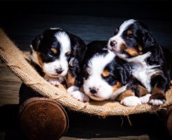 Our Previous Puppies